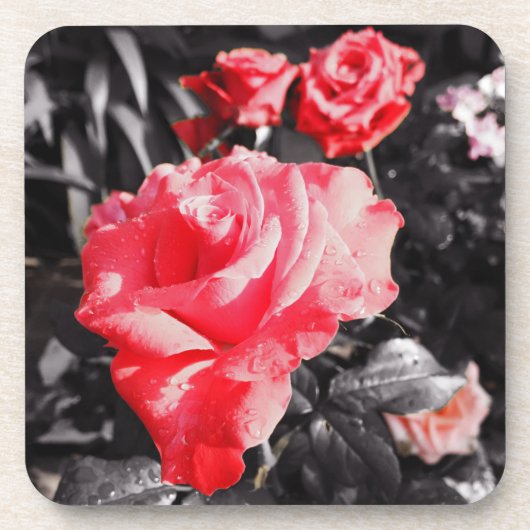 Romantische Rote Rosen Getränkeuntersetzer (Vorderseite)