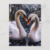 Romantische Schwäne im Winterwunderland Postkarte (Vorderseite)