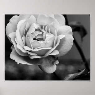 Romantische Schwarzweiss-Rose Poster