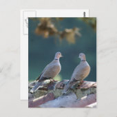 Romantische Tauben Postkarte (Vorne/Hinten)