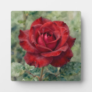 Romantische tiefrote Rosenblüte Fotoplatte