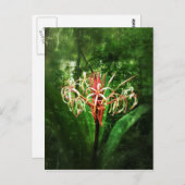 Romantische Vintage Lilie der roten Spinne Postkarte (Vorne/Hinten)