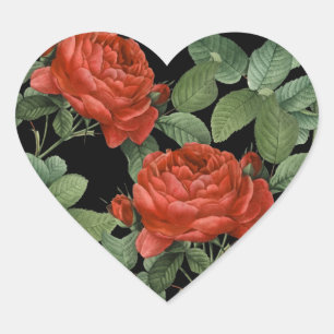 Romantische Vintage-Rote-Rose-Botanik-Illustration Herz-Aufkleber