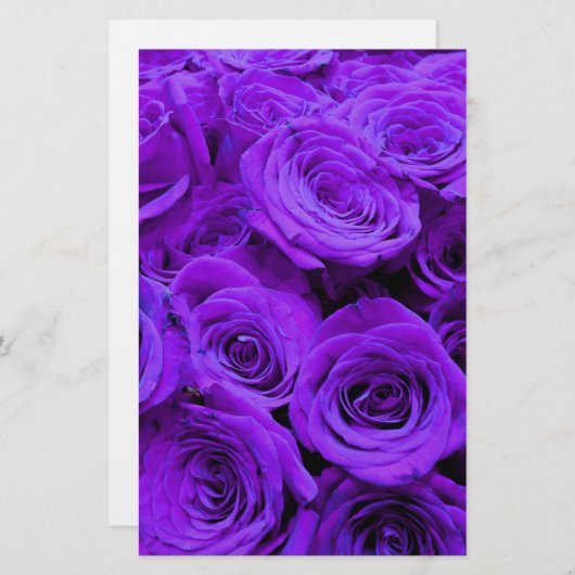 Romantische violette lila Rose, hübscher Rosenbuke (Vorne/Hinten)