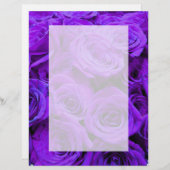 Romantische violette lila Rose, hübscher Rosenbuke (Vorne/Hinten)