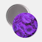 Romantische violette lila Rose, hübscher Rosenbuke Magnet (Vorderseite/Rückseite)
