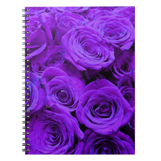 Romantische violette lila Rose, hübscher Rosenbuke Notizblock (Vorderseite)