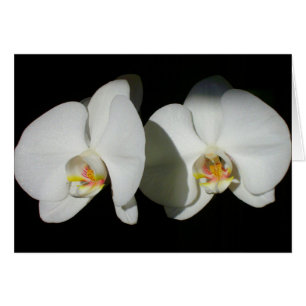 Romantische Weiße Orchideen, tropisches Foto