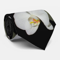 Romantische Weiße Orchideen, tropisches Foto