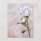 Romantische Weiße Rosen Elegant Save the Date Ankündigungspostkarte (Vorderseite)