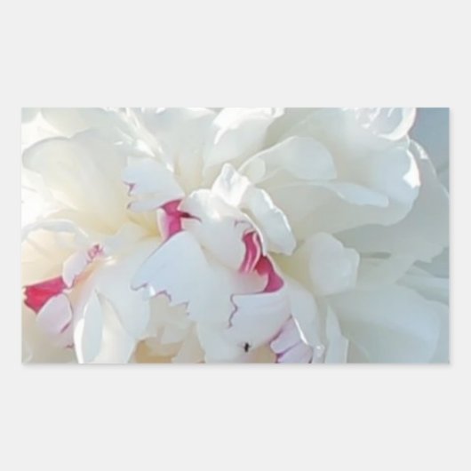 Romantischer Peony Rectangle Sticker (Vorderseite)