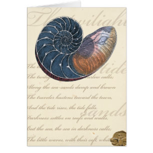 Romantischer Seashell