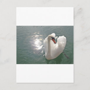 Romantischer weisser Schwan Postkarte