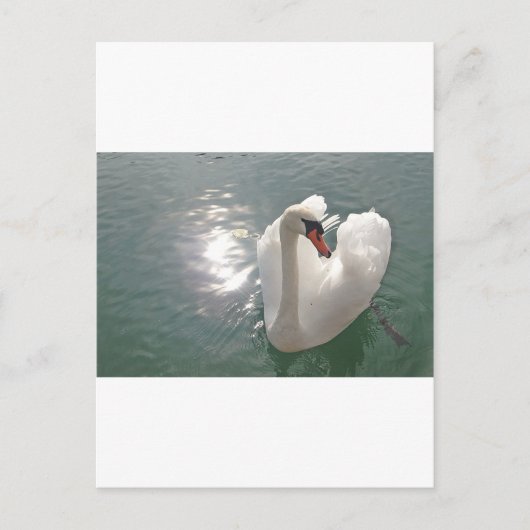 Romantischer weisser Schwan Postkarte (Vorderseite)