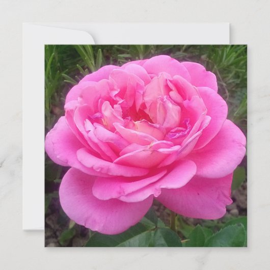 Romantisches Rosa "Leonardo Da Vinci" Karte (Vorderseite)