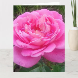 Romantisches Rosa "Leonardo Da Vinci" Karte