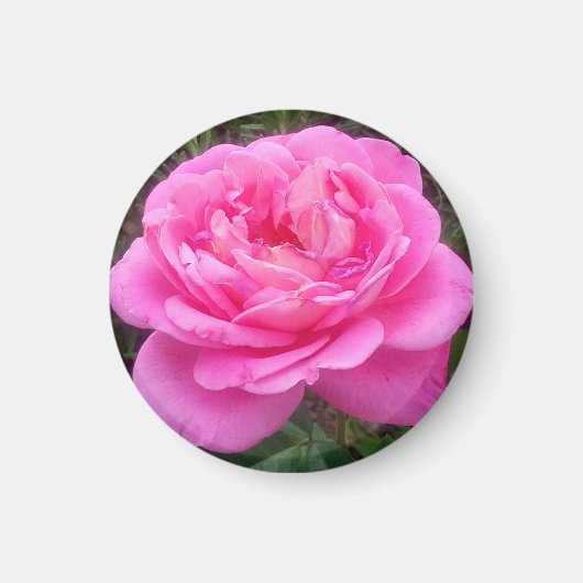 Romantisches Rosa "Leonardo Da Vinci" Magnet (Vorne)
