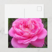 Romantisches Rosa "Leonardo Da Vinci" Postkarte (Vorne/Hinten)