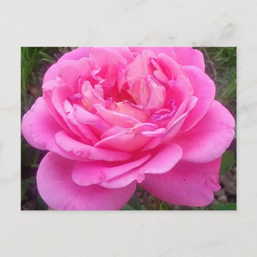 Romantisches Rosa "Leonardo Da Vinci" Postkarte (Vorderseite)