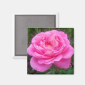 Romantisches Rosenmagazin "Leonardo Da Vinci" Magnet (Vorderseite/Rückseite)