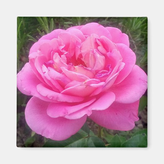 Romantisches Rosenmagazin "Leonardo Da Vinci" Magnet (Vorne)