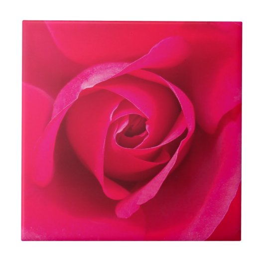Romantisches Rot Pinke Rose v2 Fliese (Vorderseite)