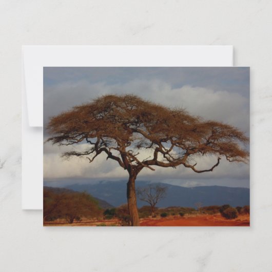 Romantisches Safari-Afrika-Brautparty Einladung (Rückseite)