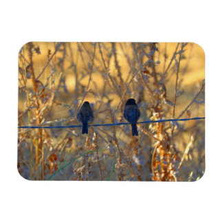 Romantisches Vogelpaar auf Draht, 3 Zoll x 4 Zoll Magnet