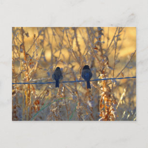 Romantisches Vogelpaar auf Draht, Foto Postkarte