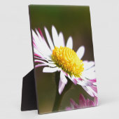 Romanze romantisches Braut der schönen Fotoplatte (Seite)