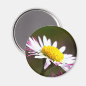 Romanze romantisches Braut der schönen Magnet (Vorderseite/Rückseite)