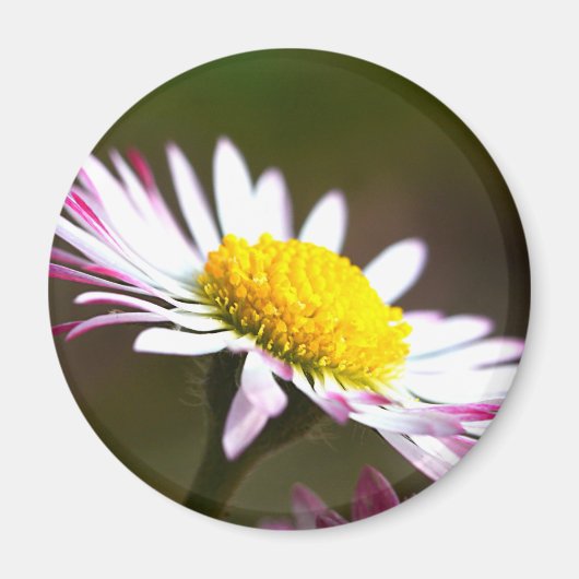 Romanze romantisches Braut der schönen Magnet (Vorne)