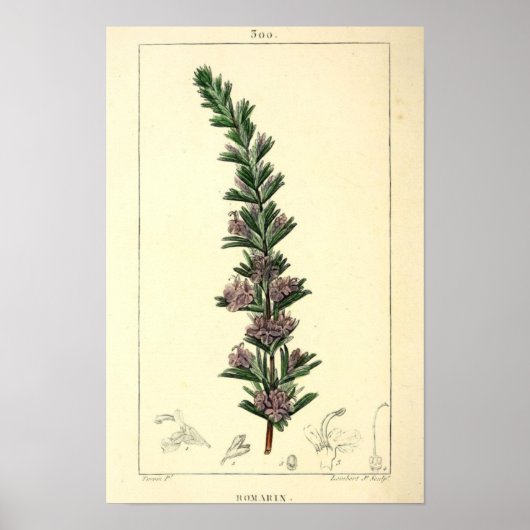Romarin, Rosemary Pflanze Print Poster (Vorne)