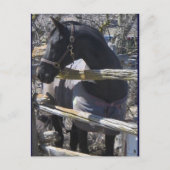 Romeo Foto Postkarte (Vorderseite)