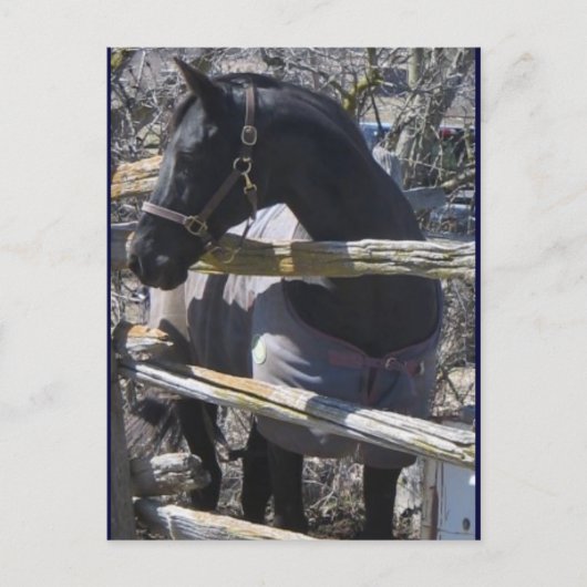 Romeo Foto Postkarte (Vorderseite)