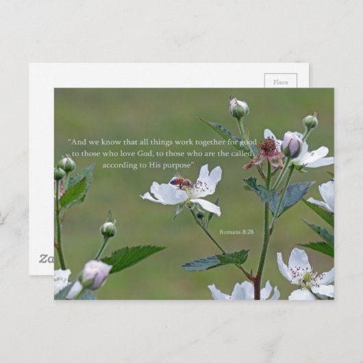 Römer 8:28 postkarte (Vorne/Hinten)