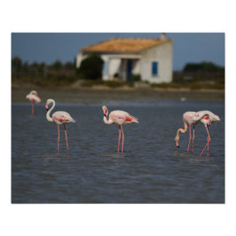 Römische Flamingos Poster