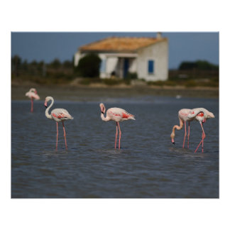 Römische Flamingos Poster