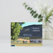 Romping Pferde in Murrieta, CA Postkarte (Stehend Vorderseite)