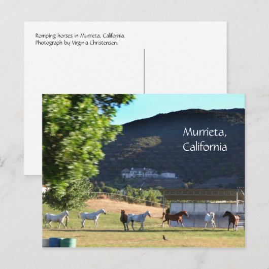 Romping Pferde in Murrieta, CA Postkarte (Vorne/Hinten)