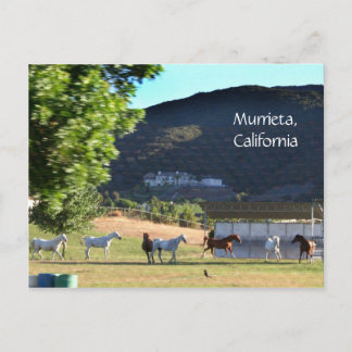 Romping Pferde in Murrieta, CA Postkarte