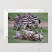 Romping Postkarte (Vorne/Hinten)