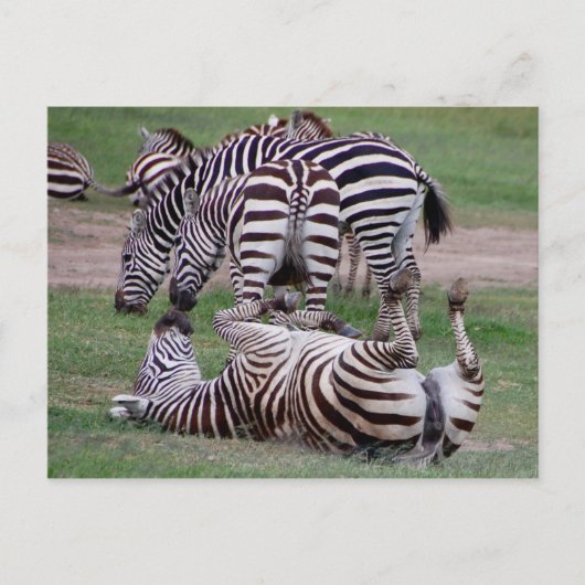 Romping Postkarte (Vorderseite)