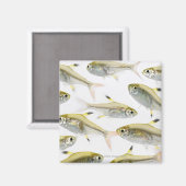 Röntgen-Tetrusfischschule (Pristella Magnet (Vorderseite/Rückseite)