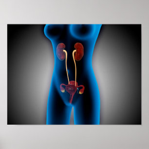 Röntgenaufnahme des weiblichen Körpers mit Fortpfl Poster