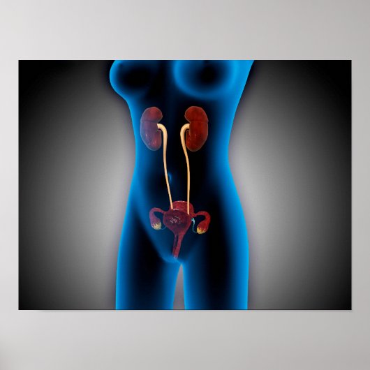 Röntgenaufnahme des weiblichen Körpers mit Fortpfl Poster (Vorne)