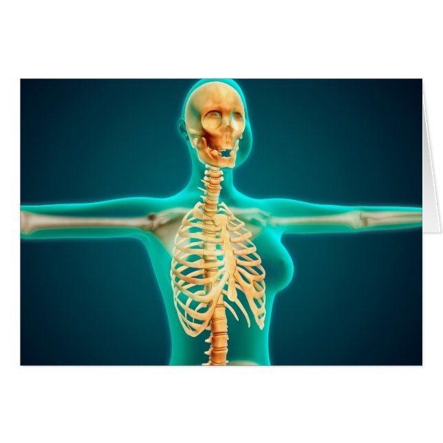 Röntgenaufnahme des weiblichen Oberkörpers mit Rip (Vorderseite (Horizontal))