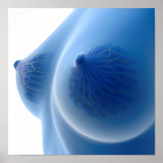 Röntgenbild der weiblichen Brustanatomie Poster (Vorne)