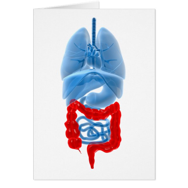 Röntgenbild interner Organe mit großen (Vorne)