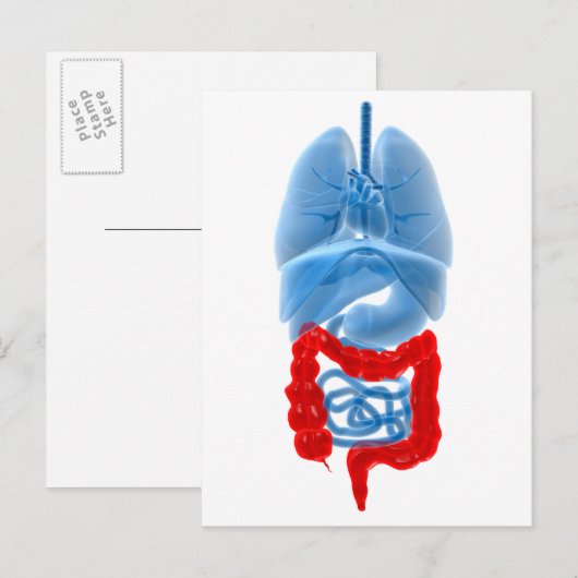 Röntgenbild interner Organe mit großen Postkarte (Vorne/Hinten)